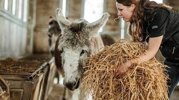 An image of a women holding a big pile of fresh straw while a donkey stands next to the feeder trays.
