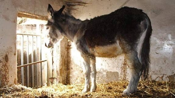 An image of a donkey in a small concrete stable stood on straw and faeces while looking out a barred window.
